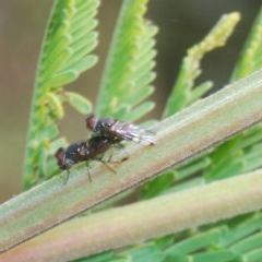 Rivellia sp. (genus) (Signal fly) at Forde, ACT - 7 Nov 2020 by Harrisi