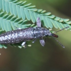 Rhinotia sp. (genus) (Unidentified Rhinotia weevil) at Goorooyarroo NR (ACT) - 6 Nov 2020 by Harrisi