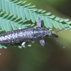 Rhinotia sp. (genus) (Unidentified Rhinotia weevil) at Forde, ACT - 7 Nov 2020 by Harrisi