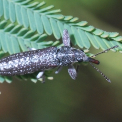 Rhinotia sp. (genus) (Unidentified Rhinotia weevil) at Goorooyarroo NR (ACT) - 6 Nov 2020 by Harrisi