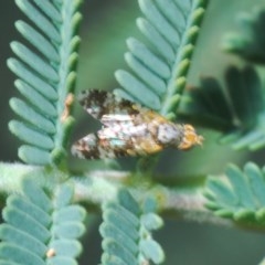 Tephritidae sp. (family) (Unidentified Fruit or Seed fly) at Goorooyarroo NR (ACT) - 6 Nov 2020 by Harrisi