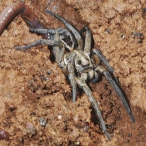 Tasmanicosa sp. (genus) at Forde, ACT - 7 Nov 2020