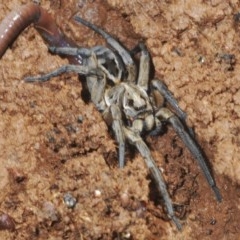 Tasmanicosa sp. (genus) (Unidentified Tasmanicosa wolf spider) at Forde, ACT - 7 Nov 2020 by Harrisi