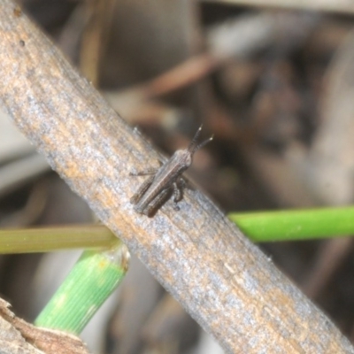 Phaulacridium vittatum (Wingless Grasshopper) at Forde, ACT - 7 Nov 2020 by Harrisi