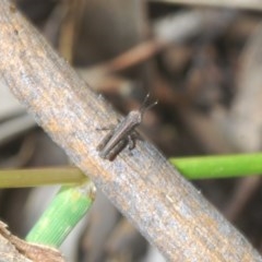 Phaulacridium vittatum (Wingless Grasshopper) at Goorooyarroo NR (ACT) - 7 Nov 2020 by Harrisi