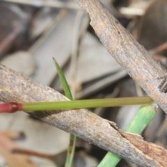 Phaulacridium vittatum at Forde, ACT - 7 Nov 2020 11:39 AM