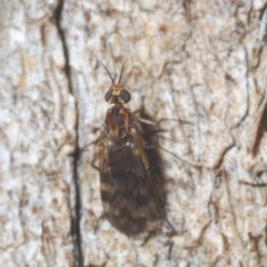 Sylvicola dubius (Wood-gnat) at Goorooyarroo NR (ACT) - 7 Nov 2020 by Harrisi