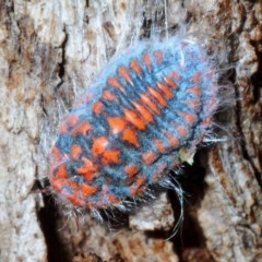 Monophlebulus sp. (genus) (Giant Snowball Mealybug) at Goorooyarroo NR (ACT) - 7 Nov 2020 by Harrisi