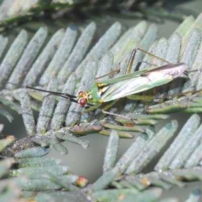 Austromiris viridissimus (Austromiris viridissimus) at Goorooyarroo NR (ACT) - 7 Nov 2020 by Harrisi