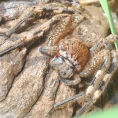 Neosparassus calligaster (Beautiful Badge Huntsman) at Goorooyarroo NR (ACT) - 7 Nov 2020 by Harrisi