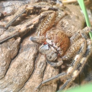 Neosparassus calligaster at Forde, ACT - 7 Nov 2020