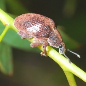 Gonipterus pulverulentus at Forde, ACT - 7 Nov 2020