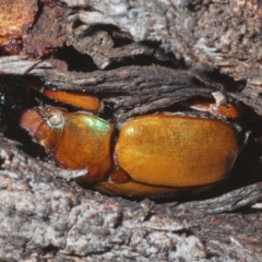 Anoplognathus montanus (Montane Christmas beetle) at Goorooyarroo NR (ACT) - 7 Nov 2020 by Harrisi