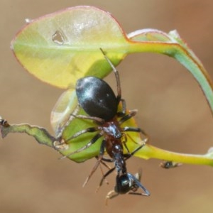 Theridiidae (family) at Forde, ACT - 7 Nov 2020