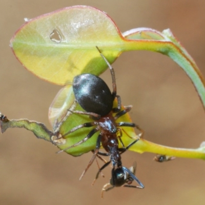 Theridiidae (family) (Comb-footed spider) at Goorooyarroo NR (ACT) - 7 Nov 2020 by Harrisi