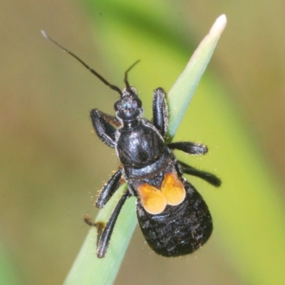 Peirates sp. (genus) (Yellow-spot Assassin Bug) at Goorooyarroo NR (ACT) - 7 Nov 2020 by Harrisi