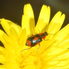 Dicranolaius villosus (Melyrid flower beetle) at Goorooyarroo NR (ACT) - 7 Nov 2020 by Harrisi
