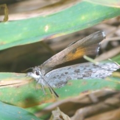 Lucia limbaria (Chequered Copper) at Goorooyarroo NR (ACT) - 7 Nov 2020 by Harrisi