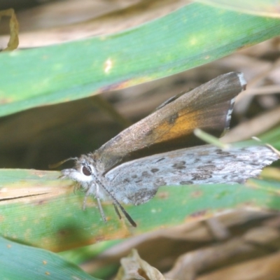 Lucia limbaria (Chequered Copper) at Forde, ACT - 7 Nov 2020 by Harrisi