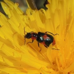 Dicranolaius villosus (Melyrid flower beetle) at Hume, ACT - 8 Nov 2020 by MichaelBedingfield