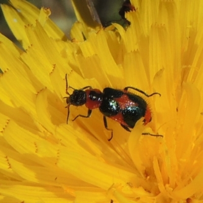 Dicranolaius villosus (Melyrid flower beetle) at Hume, ACT - 8 Nov 2020 by MichaelBedingfield