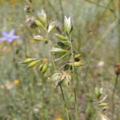 Rytidosperma carphoides (Short Wallaby Grass) at Jerrabomberra Grassland - 8 Nov 2020 by michaelb