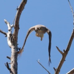 Tachyspiza fasciata (Brown Goshawk) at Acton, ACT - 11 Nov 2020 by TimL