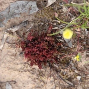 Crassula sieberiana at Hughes, ACT - 11 Nov 2020