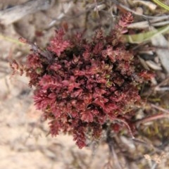 Crassula sieberiana at Hughes, ACT - 11 Nov 2020