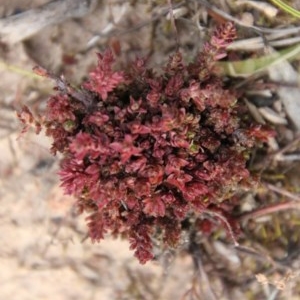 Crassula sieberiana at Hughes, ACT - 11 Nov 2020 06:57 PM