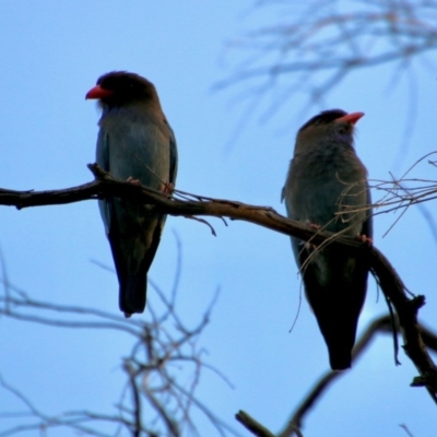 Eurystomus orientalis (Dollarbird) at GG280 - 11 Nov 2020 by LisaH