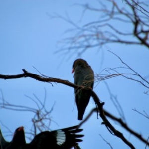 Eurystomus orientalis at Red Hill, ACT - 11 Nov 2020