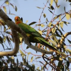 Polytelis swainsonii (Superb Parrot) at Red Hill to Yarralumla Creek - 11 Nov 2020 by LisaH