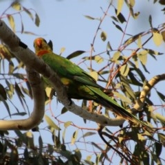 Polytelis swainsonii (Superb Parrot) at Hughes, ACT - 11 Nov 2020 by LisaH