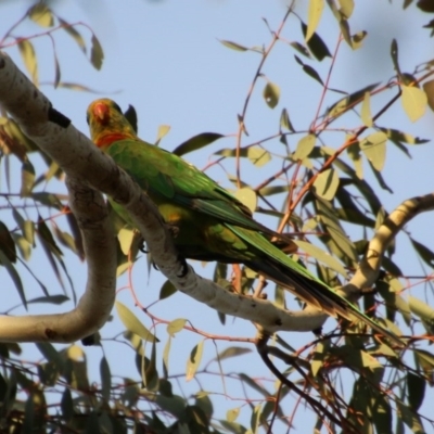 Polytelis swainsonii (Superb Parrot) at Federal Golf Course - 11 Nov 2020 by LisaH
