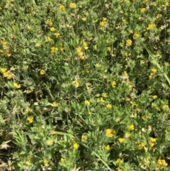 Lotus sp. (Trefoil) at Budgong, NSW - 8 Nov 2020 by Ry