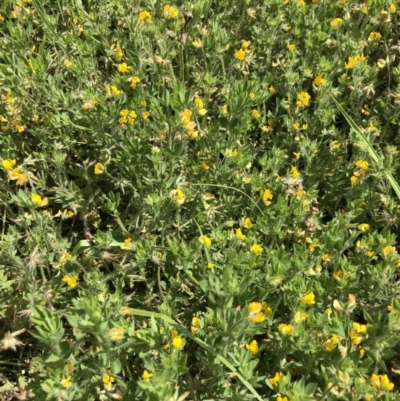 Lotus sp. (Trefoil) at Budgong, NSW - 7 Nov 2020 by Ry