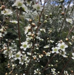 Leptospermum polygalifolium (Tantoon) at Budgong, NSW - 7 Nov 2020 by Ry