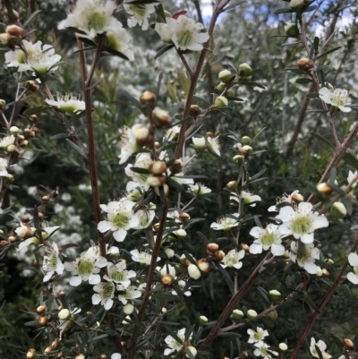 Leptospermum polygalifolium (Tantoon) at Budgong, NSW - 8 Nov 2020 by Ry