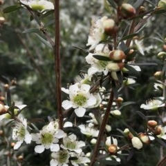 Leptospermum polygalifolium at Budgong, NSW - 8 Nov 2020 09:08 AM