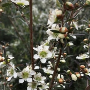 Leptospermum polygalifolium at Budgong, NSW - 8 Nov 2020