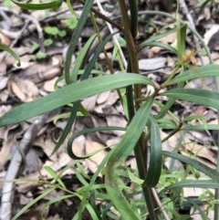 Unidentified Other Shrub at Budgong, NSW - 30 Oct 2020 by Ry