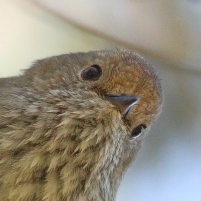 Acanthiza pusilla (Brown Thornbill) at Dryandra St Woodland - 6 Nov 2020 by ConBoekel