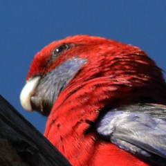 Platycercus elegans (Crimson Rosella) at Dryandra St Woodland - 5 Nov 2020 by ConBoekel