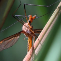 Leptotarsus (Macromastix) costalis (Common Brown Crane Fly) at Dryandra St Woodland - 5 Nov 2020 by ConBoekel
