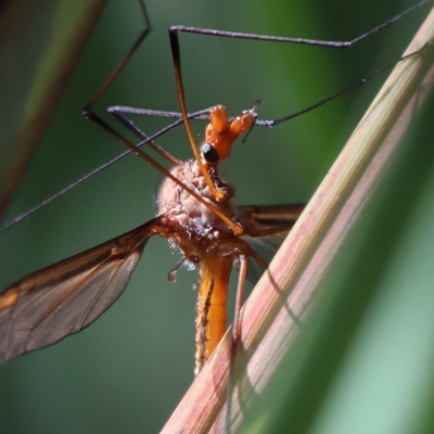 Leptotarsus (Macromastix) costalis (Common Brown Crane Fly) at Dryandra St Woodland - 5 Nov 2020 by ConBoekel