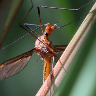 Leptotarsus (Macromastix) costalis (Common Brown Crane Fly) at O'Connor, ACT - 5 Nov 2020 by ConBoekel