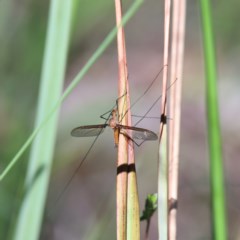 Leptotarsus (Macromastix) costalis at O'Connor, ACT - 6 Nov 2020