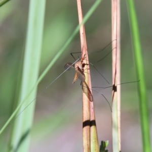 Leptotarsus (Macromastix) costalis at O'Connor, ACT - 6 Nov 2020