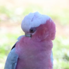 Eolophus roseicapilla (Galah) at O'Connor, ACT - 6 Nov 2020 by ConBoekel